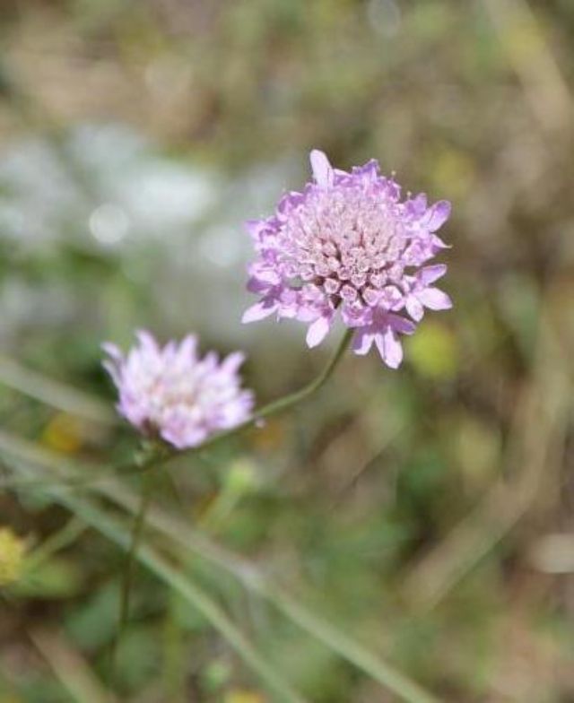 Sixalix atropurpurea